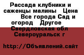Рассада клубники и саженцы малины › Цена ­ 10 - Все города Сад и огород » Другое   . Свердловская обл.,Североуральск г.